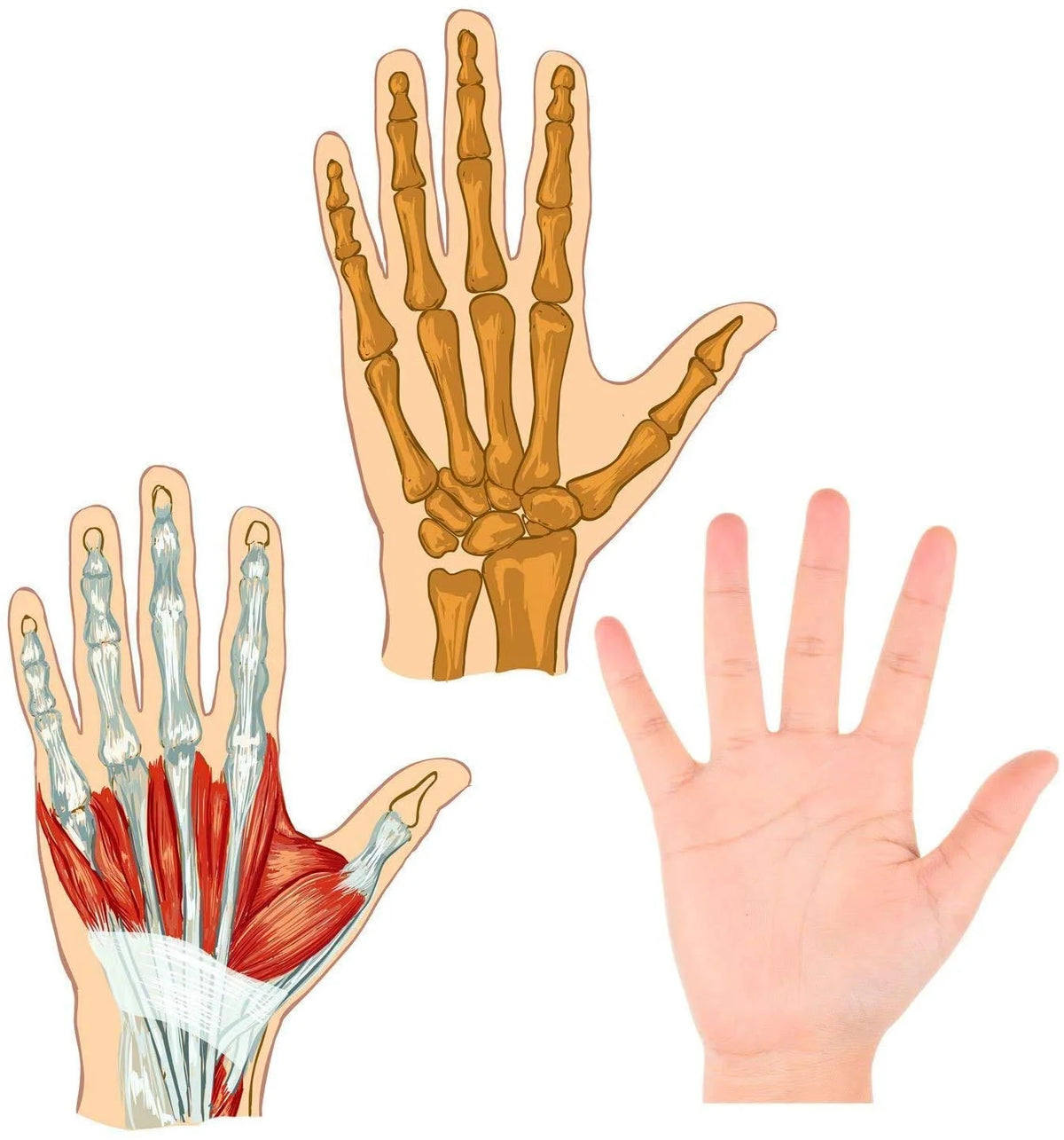 Finger Exercise Stress Reliever Ball - Hand Exercise