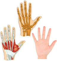 Finger Exercise Stress Reliever Ball - Hand Exercise