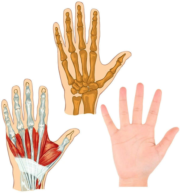 Finger Exercise Stress Reliever Ball - Hand Exercise